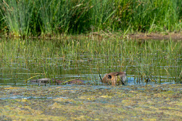 Ragondin,  Myocastor coypus