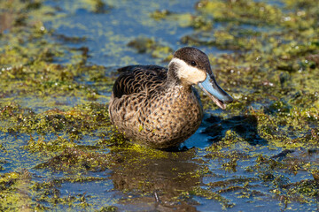 Sarcelle hottentote,.Spatula hottentota, Hottentot Teal