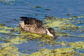 Sarcelle hottentote,.Spatula hottentota, Hottentot Teal