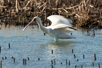 Spatule d'Afrique,. Platalea alba, African Spoonbill