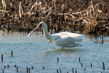 Spatule d'Afrique,. Platalea alba, African Spoonbill