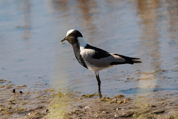Vanneau armé,.Vanellus armatus, Blacksmith Lapwing