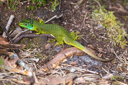 L&eacute;zard vert, Lacerta bilineata