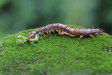 Obraz na płótnie Canvas A centipede is looking for prey on a rock overgrown with moss. Selective focus with blurred background. This multi-legged animal has the scientific name Scolopendra morsitans.