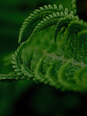 macro photo of green fern petals. The fern bloomed. Fern on a background of green plants