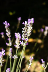 lavender flowers grown in a garden