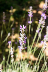 lavender flowers grown in a garden