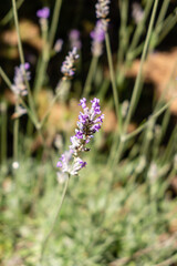 lavender flowers grown in a garden