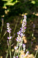lavender flowers grown in a garden