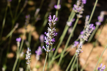 lavender flowers grown in a garden
