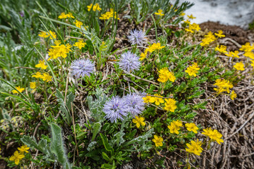 Beautiful nature. Tender yellow and violet mountain flowers along hiking Trail Road. Italy Malga Montasio Forca Disteis