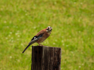 jay on a fence