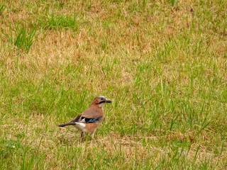 jay on the grass