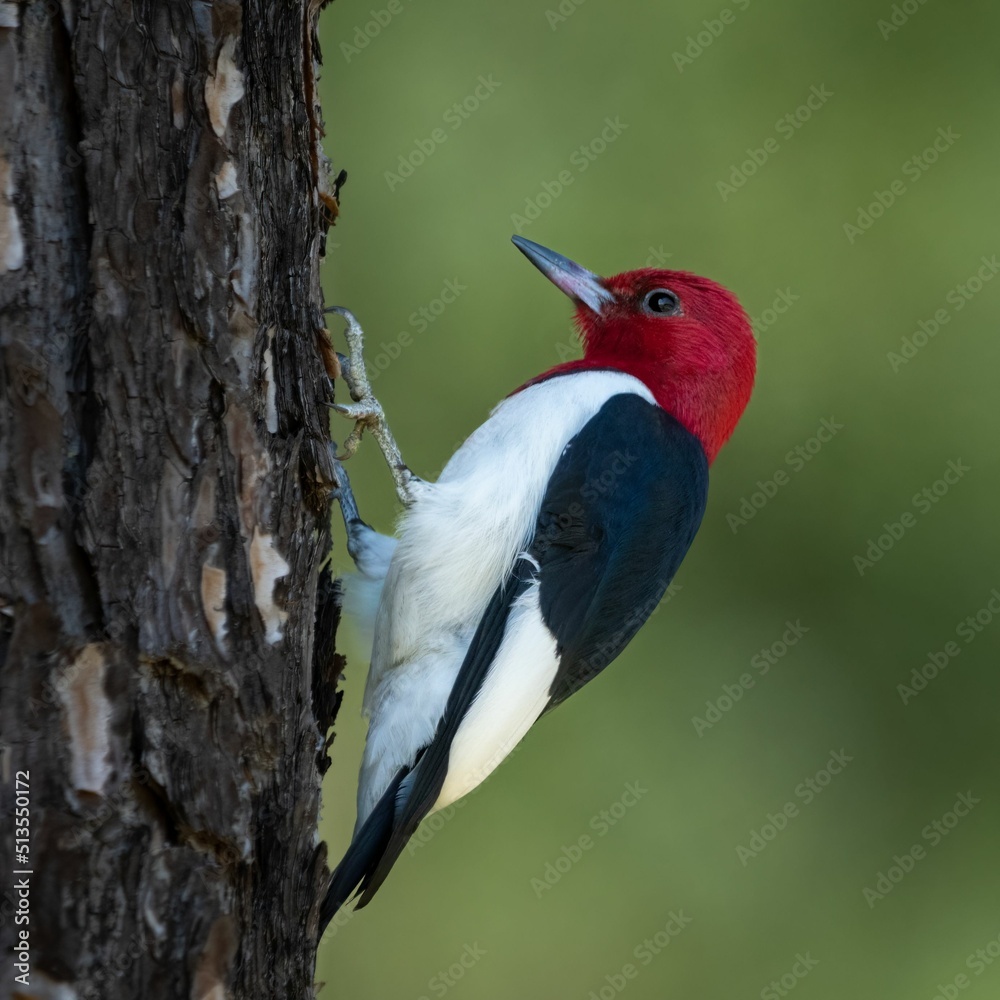 Sticker Selective focus shot of an adorable Red-headed woodpecker on the tree on blurred green background