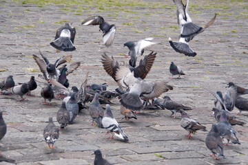 Fototapeta premium Flock of pigeons in the plaza in front of the Church of San Francisco in the Old Town, Quito, Ecuador