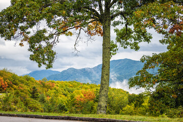 High angle view from near Richland Balsam overlook on Blue Ridge Appalachian mountains parkway in North Carolina with fall leaf colorful foliage and tree in foreground - obrazy, fototapety, plakaty