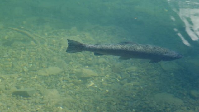 A handheld footage following single rainbow trout fish swimming in the Blausee Lake. The trouts are freshwater fish belonging to the Salmonidae family, which are quite related to salmon and chars.