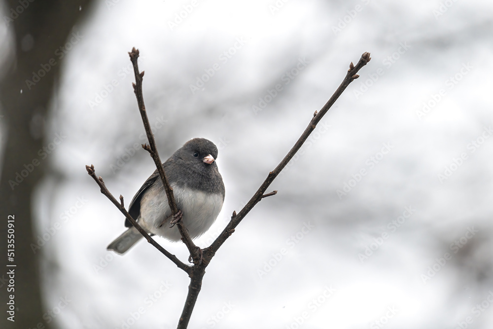 Wall mural Closeup of one dark-eyed junco small bird perched sitting on tree branch in winter snow in Virginia with bokeh blurry blurred background