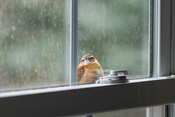 Closeup of one curious brown carolina wren bird perched on house window in autumn fall or winter in...