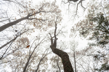 Fototapeta na wymiar Low angle view on bare trees branches in morning fog, foggy weather on Cedar Cliffs hiking trail at Wintergreen Resort ski town, Virginia