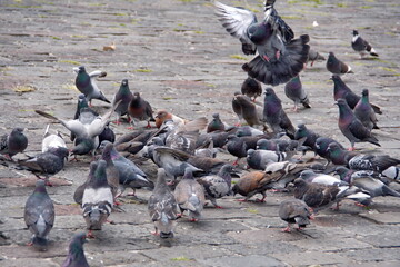 Fototapeta premium Flock of pigeons in the plaza in front of the Church of San Francisco in the Old Town, Quito, Ecuador