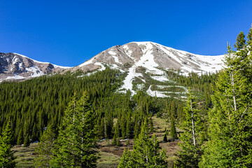 Snow capped mountains view and coniferous pine trees forest on Independence Pass in rocky mountains near Aspen, Colorado in early summer landscape view with nobody and blue sky