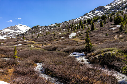 Snow capped rocky mountains view and pine trees on snowy meadow at Linkins Lake trail on Independence Pass near Aspen, Colorado in early summer with blue sky