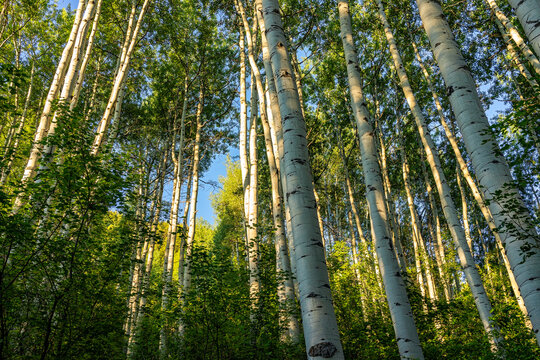 Aspen Forest Trees Grove In Golden Yellow Morning Sunrise Sunlight In Summer On Snowmass Lake Hike Trail In Colorado Low Angle View Looking Up On Tall Plants