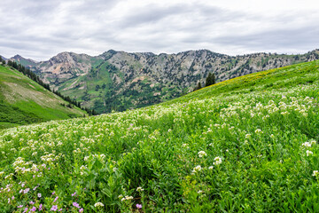 Albion Basin in Alta, Utah summer landscape view of meadows trail in wildflowers season in Wasatch...