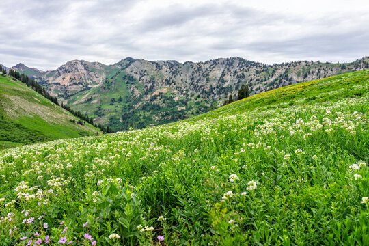 Albion Basin in Alta, Utah summer landscape view of meadows trail in wildflowers season in Wasatch mountains with many white Jacob's ladder flowers and pink colors