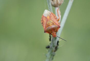 Close-up shot of an orange bug on a stem of a plant on a blurred background