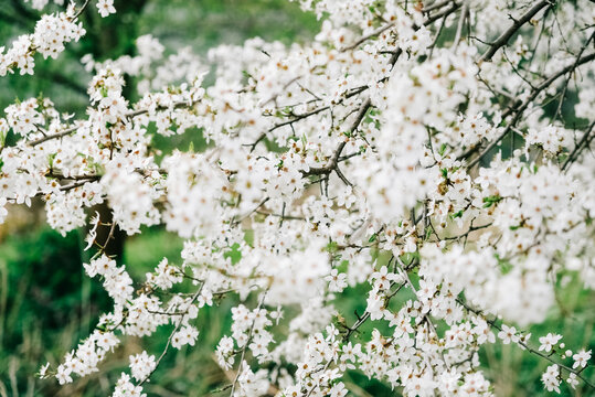 Flowering trees with white flowers in garden