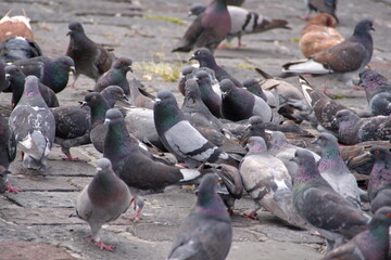 Flock of pigeons in the plaza in front of the Church of San Francisco in the Old Town, Quito, Ecuador