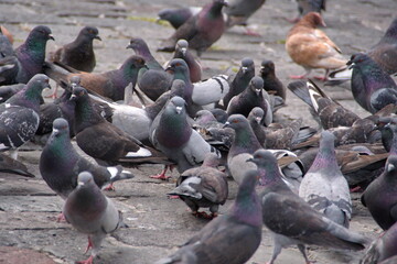 Fototapeta premium Flock of pigeons in the plaza in front of the Church of San Francisco in the Old Town, Quito, Ecuador