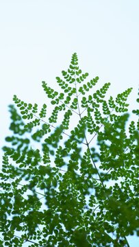 Low angle shot of a drumstick tree leaves