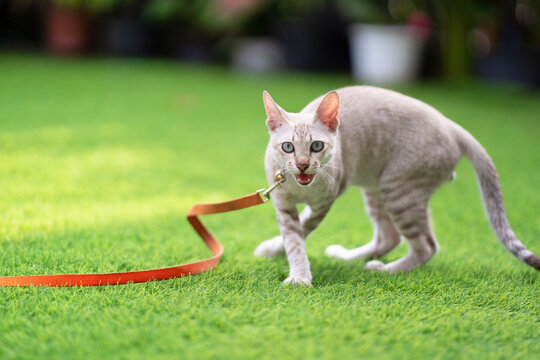 Angry cat is hissing and threatening and looking to camera in the artificial grass field.