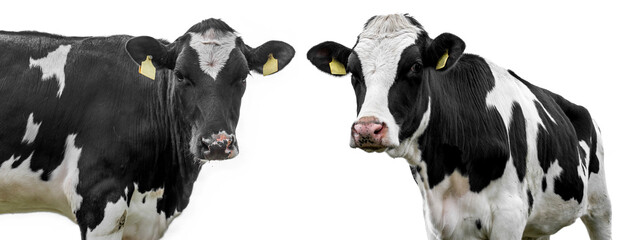 cows on a white