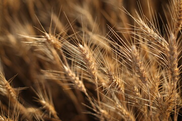 harvest of ripe yellow wheat on the field, close-up of the spikelet