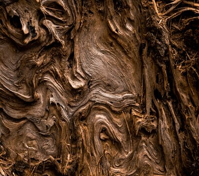 Beautiful shot of a gnarly wood texture