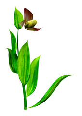 3D Rendering Slipper Orchid Flower on White