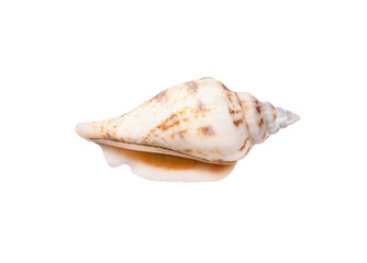 Seashell isolated on white background. Seashell for you design.