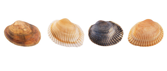 Set of seashells isolated on white background. Seashell for you design.