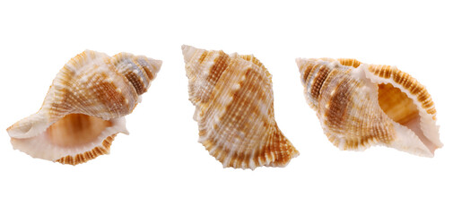 Seashell isolated on white background. Seashell for you design.