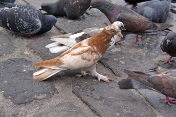 Flock of pigeons in the plaza in front of the Church of San Francisco in the Old Town, Quito, Ecuador