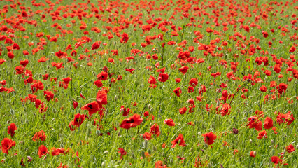 Red poppies against the blue sky. Poppies on green field. Estonia