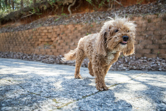 A brown redhead bichon poodle bichpoo dog walking near a retaining wall
