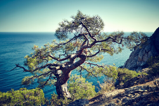 Tree and sea at sunset. Crimea landscape. Nature background