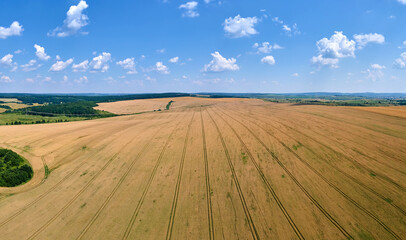 Fototapeta premium Aerial landscape view of yellow cultivated agricultural field with ripe wheat on bright summer day