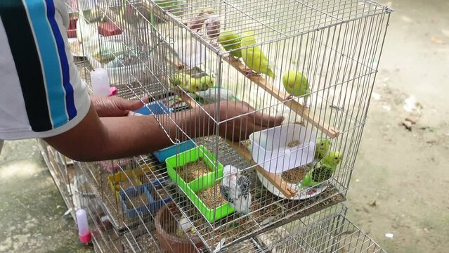 beautiful lovebird in a cage 