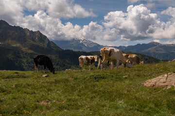 A bucolic mountain pasture near Monte Luco in the Maddalene group in South Tyrol-Italy